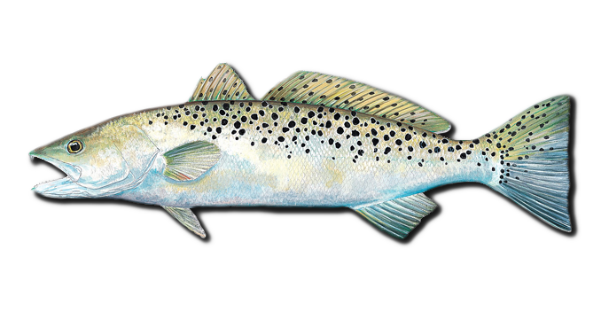 speckled-trout-fish