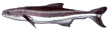 cobia-fish