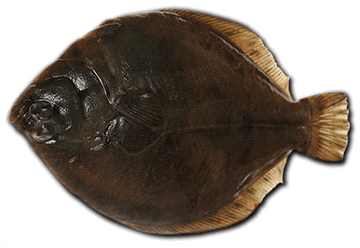 flounder-fish