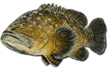 grouper-fish