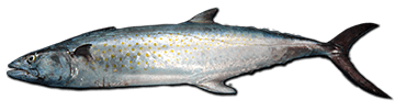 spanish-mackerel-fish